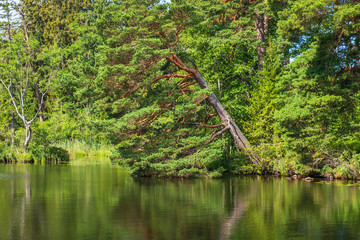 Old leaning pine tree at a lake in the summer
