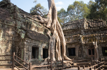 Obraz premium Ta Prohm temple. Cambodia.