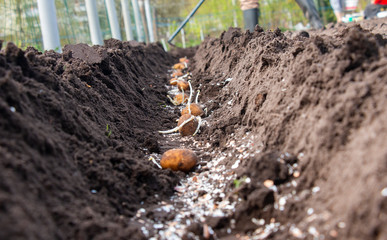 planting potatoes in spring in the beds on the field