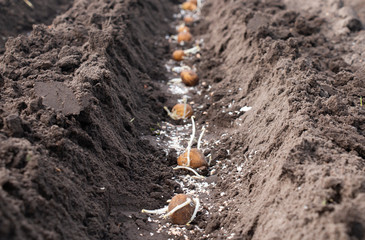 planting potatoes in spring in the beds on the field
