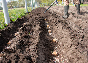 planting potatoes in spring in the beds on the field
