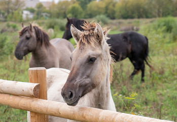 Konik Horses wild horses in the meadow on the island © Inga