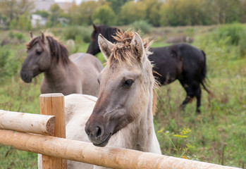 Konik Horses wild horses in the meadow on the island