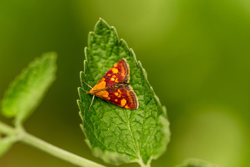 Summer nature background. Orange color butterfly on green melissa leaf, close-up.