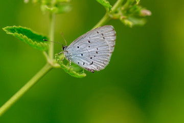 Summer nature background. White butterfly on green melissa leaf, close-up.