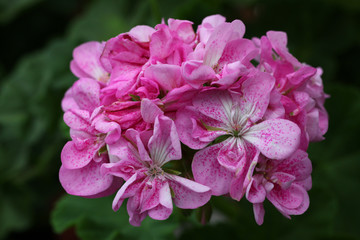 Beautiful pink and White Birdsegg Pelargonium with delicate Flowers infront of a green Background with leaves.