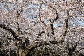 The beauty of Sakura trees in cherry blossom in Spring