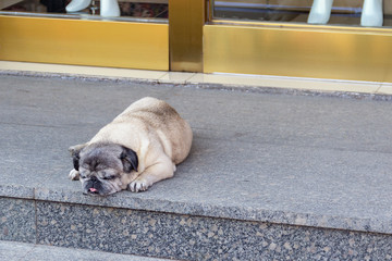 pug dog lying on the sidewalk of a city street