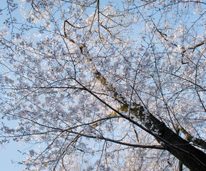 The beauty of Sakura trees in cherry blossom in Spring