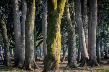 Trees in the forests and park for background and wallpapers