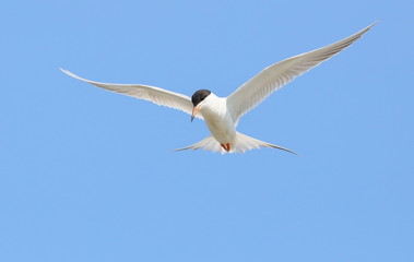 Tern in flight