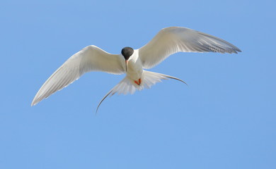 Tern in flight