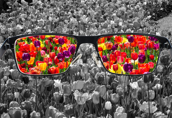 Through glasses frame. Colorful view of colorful tulips in glasses and monochrome background....