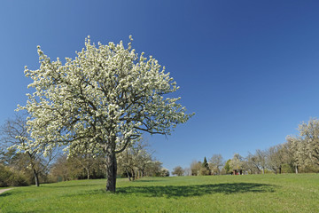 Fototapeta na wymiar Obstbaum in Blüte