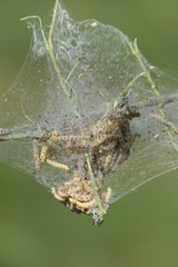 Raupen fallen über Busch her