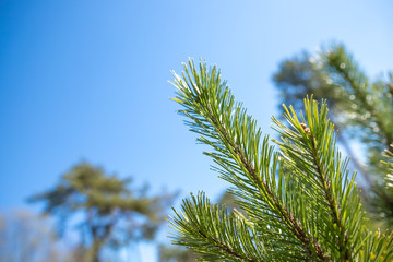 Pine branch against the blue sky.tree branches during sunny spring day. Blue skies with soft focused, blurred green tree branches in background