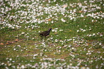 Obraz na płótnie Canvas Small bird walking on the grass field in park