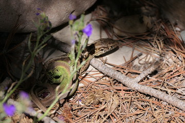 Zauneidechsen bei der Paarung