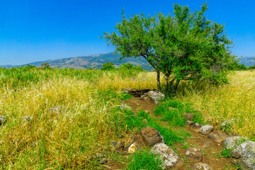 Footpath and tree in the Snir Stream Nature Reserve