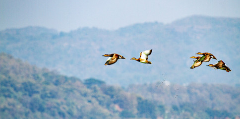 In flight Fulvous Whistling-Duck at Dipor Bil in Assam