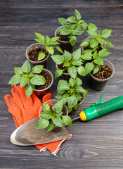 Green pepper seedlings and garden tools