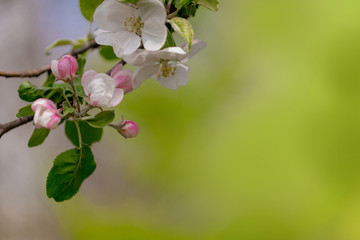 Beautiful blooming apple tree branch at spring garden. Macro close-up shot.