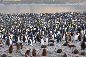 Saint Andrew's Bay, South Georgia Island