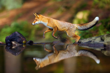 Young red fox (Vulpes vulpes) sneaks near water after prey in forest. A fox jumps in a forest stream while moving over a small waterfall.