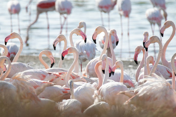 Photo of flamingos at Al Wathba wetland reserve in Abudhabi, UAE