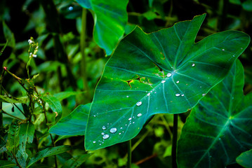 A taro leaf after rain in the village field. water drops are playing above the leaf.