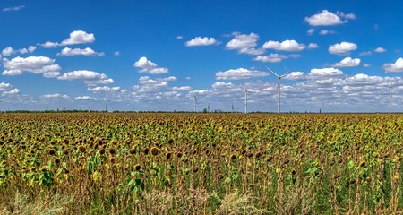 Wind generators in a sunflower field against a cloudy sky