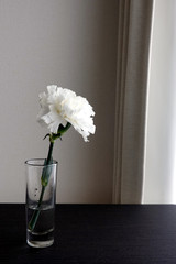 カーネーション