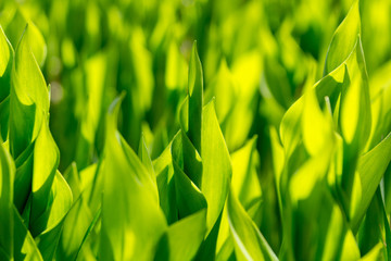 Green spirals. Lily of the valley leaves