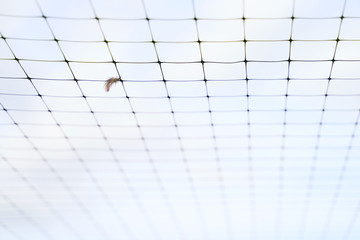 Small feather stuck in the wire mesh roof of the bird breeding farm on blue sky background