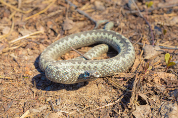 Grey viper or adder venomous snake in attacking or defencive pose rolled in knit on brown spring soil or ground pathway among old leaves, grass and branches