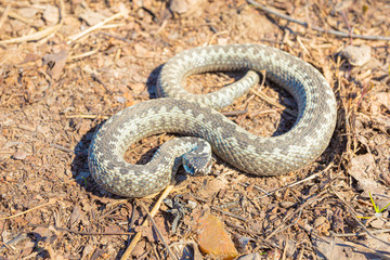 Grey viper or adder venomous snake in attacking or defencive pose rolled in knit on brown spring soil or ground pathway among old leaves, grass and branches