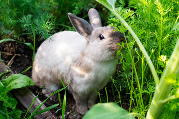 A grey rabbit in green kitchen-garden