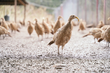 Many female common pheasants on the bird breeding farm. All birds are wearing plastic beak attachments to prevent feather pecking and fights.