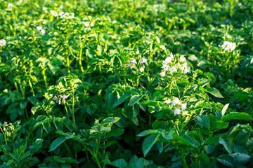 Flowering green field, growing plants, tuberous crop organic potato leaves, grow organic potatoes, green serrate leaf details