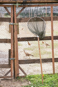 Skip or hoop-net for catching poultry at the bird breeding farm. Several female pheasants running on background.