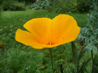 Fototapeta premium Makro eines Kalifornischen Goldmohn, der auch Schlafmützchen genannt wird.