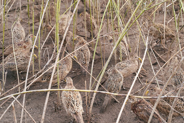 Many female common pheasants on the bird breeding farm hiding in the high grass or plants. All birds are wearing plastic beak attachments to prevent feather pecking and fights.