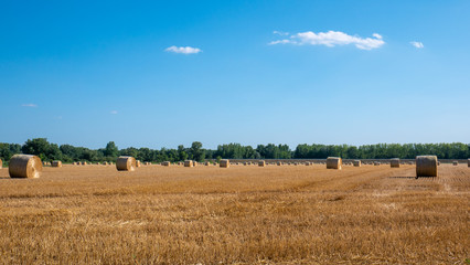 Straw on the meadow. Wheat yellow golden harvest in summer. Countryside natural landscape. Grain crop, harvesting. Rural nature in the farm land. Hay bale. Agriculture field with sky.