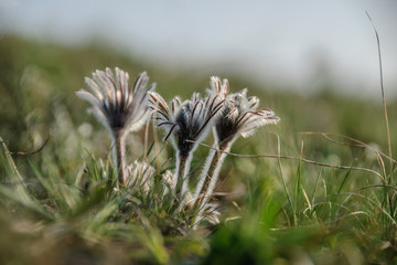 Wildflowers on the grass against the sky
