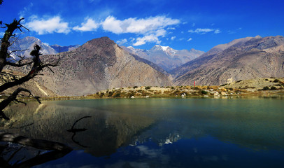 tree on the lake in Dhumba Lake Nepal.Dhumba Lake is a emerald green color lake. It lies at an...
