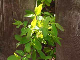 Young branch of a Lonicera bush with a ray of sun in the garden in spring against the fence. Blooming and green leaves of an edible fruit plant for vegetable garden closeup