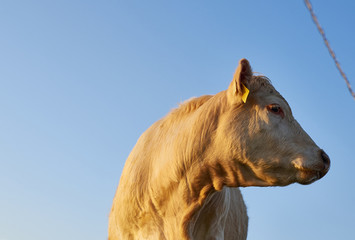 Bull looking at the electric fence. Morning pasture.