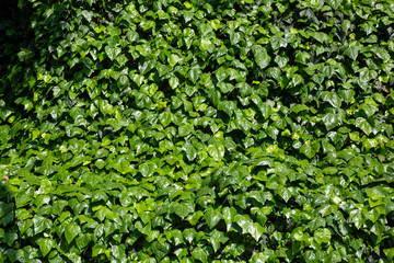 Obraz premium Green leaves wall background