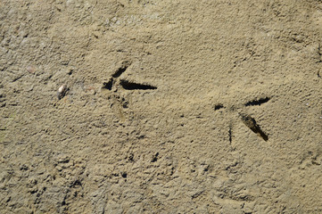 Bird footprints in the sand