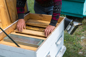 A farmer on a bee apiary holds frames with wax honeycombs. Planned preparation for the collection of honey.